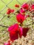 Great bougainvillea in back light with wire fence. Vertical photo image.