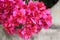 \\\'Great Bougainvillea\\\' (Bougainvillea spectabilis) cultivar in deep pink : (pix Sanjiv Shukla)