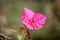 \\\'Great Bougainvillea\\\' (Bougainvillea spectabilis) cultivar in deep pink : (pix Sanjiv Shukla)