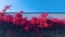 Great Bougainvillea overgrown the white wall, sky background.