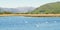 Great Britain United Kingdom Welsh river landscape with swans on water