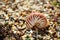 Great British summer pebble beach with sea shell