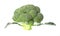 Great broccoli with leaves