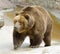 Great brown bear