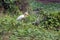 Great Brown-chested White Egret on Green Wet Field