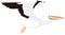 great brown white pelican fly bird vector illustration transparent background