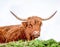 Great bull with long fur in a white background/ dolomites/Italy/ bull/brown/horns