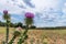 Great burdock and stunning cloudy sky at the background