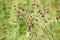 Great burnet plant in meadow Sanguisorba officinalis