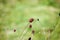 Great burnet plant in meadow Sanguisorba officinalis