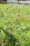 Great burnet plant in meadow Sanguisorba officinalis