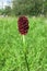 Great Burnet (Sanguisorba officinalis)