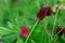 Great burnet Sanguisorba officinalis Greater burnet flower