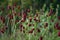Great burnet Sanguisorba officinalis Greater burnet flower