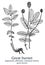 Great burnet. Vector hand drawn plant. Vintage medicinal plant sketch.