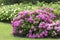 Great  bush of pink flower hydrangea blooming in the garden