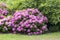 Great  bush of pink flower hydrangea blooming in the garden