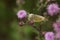 Great cabbage white on a creeping thistle