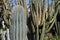 Great cactus species combination and various types of plants