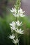 Great camas Camassia leichtlinii alba, creamy-white flower spike