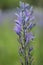 Great camas Camassia leichtlinii, blue flower spike in meadow