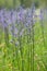 Great camas Camassia leichtlinii, blue flower spikes in meadow