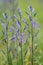 Great camas Camassia leichtlinii, lilac flower spikes in meadow