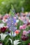 Great camas Camassia leichtlinii starry purple-blue flower