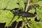 Great capricorn beetle (Cerambyx cerdo)