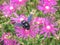 Great carpenter bumblebee Xylocopa collecting pollen and nectar