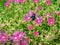 Great carpenter bumblebee Xylocopa collecting pollen and nectar from beautiful purple flowers