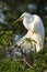 Great Cattle Egret