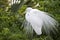 Great Cattle Egret