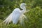 Great Cattle Egret