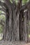 Great centennial tree with huge aerial roots