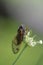 Great Cicada Perched on Unfurling Flower Bud - 13 year 17 year - Magicicada