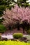 Great clear Cherry Blossom tree