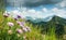 Great clear view from high mountain with flowers in foreground.