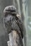 Great Close Up Look at a Gray Feathered Tawny Frogmouth