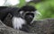 Great Close-up of a Mantled Guereza Monkey