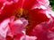 Great close-up of a red-flowering peony with yellow pistils