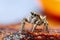 Great close up shot of the Zebra jumping spider Salticus scenicus with lovely background