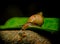 Great closeup of dark colored snail leaping from