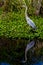 A Great Closeup Shot of a Great Blue Heron (Ardea herodias) with Reflection on Lake.