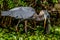 A Great Closeup Shot of a Wild Great Blue Heron (Ardea herodias) Eating a Large Bowfin Fish.