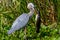 A Great Closeup Shot of a Wild Great Blue Heron (Ardea herodias) with a Large Bowfin Fish.