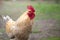 The great cock. Cock on the sunny walk Beautiful cock in the pen for chickens in the village, close-up