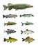 Great collection of a freshwater fish.