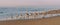 Great colony of birds on the beach at sunset. Brown pelicans and seagulls. Blue ocean, and light pink sky on background