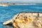 Great Colony of Pelicans and Cormorants on a Cliff Top.